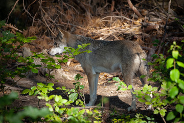Wolf