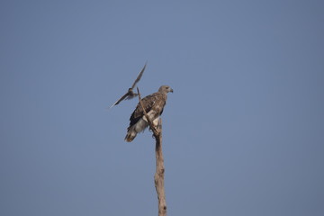 White bellied sea eagle sitting on a tree with river tern in the background
