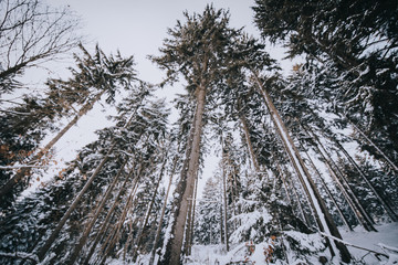 Bäume im Winter