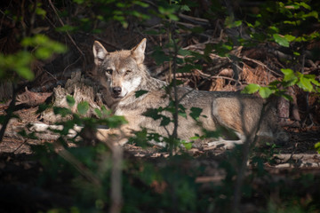Wolf