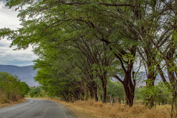 Fototapeta na wymiar road with trees with green leaves