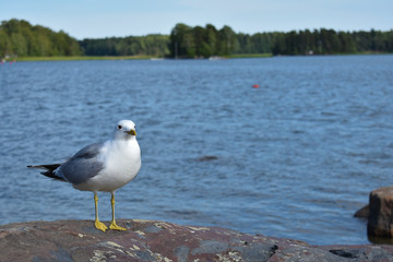 Common gull standing on a large rock by the lake