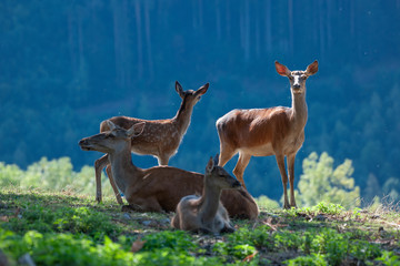 Obraz premium Rotwildtiere beim Äsen