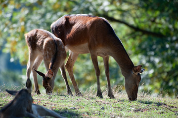 Rotwildtiere beim Äsen