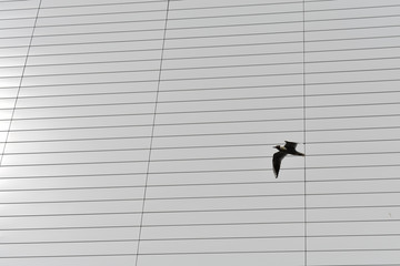 Flying gull across a white walled building