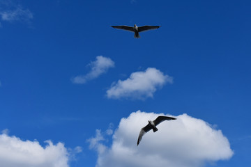 Flying gulls under a blue sky