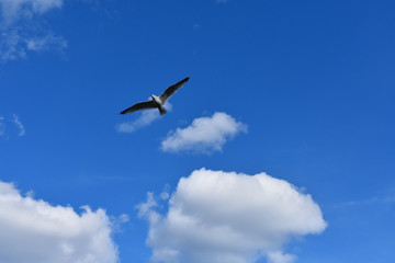 Flying gull under a blue sky