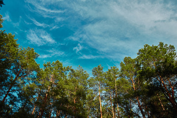 summer sky in pine forest