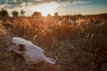 Fototapeta na wymiar skull lying on old grass sunset