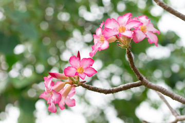 Fototapeta na wymiar Pink flowers, blooming in the morning. Fragrant and beautiful, image use for nature background.