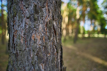 pine stands close in the forest