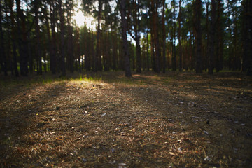 Obraz premium meadow in forest with sun rays and blurred pines and trees
