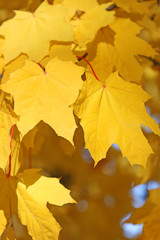 Naklejka na ściany i meble Fall leaves