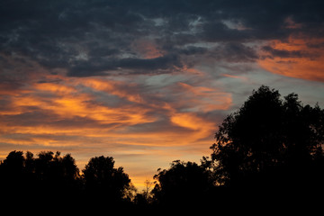 Silhouettes of trees against the backdrop of the setting sun. Beautiful sky.