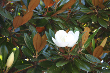 White flower of a magnolia