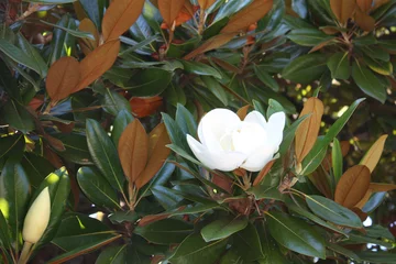 Photo sur Plexiglas Magnolia White flower of a magnolia