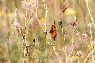 orange butterfly sitting on an insole of a meadow grass