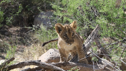 Lion Cub