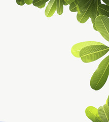 Fresh light green tree leave background with clip path