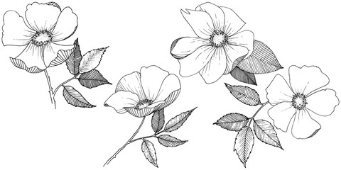 Wild rose in a vector style isolated. Full name of the plant: rose. Vector flower for background, texture, wrapper pattern, frame or border.