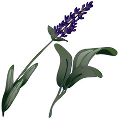 Lavender flower in a vector style isolated. Full name of the plant: lavender. Vector flower for background, texture, wrapper pattern, frame or border.