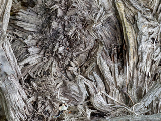 Stump of an old broken tree