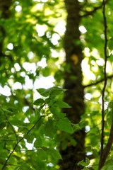 Fototapeta na wymiar Green Leaves in a Forest