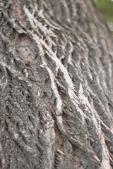 Tree bark macro photo with distinct white streaks/tears
