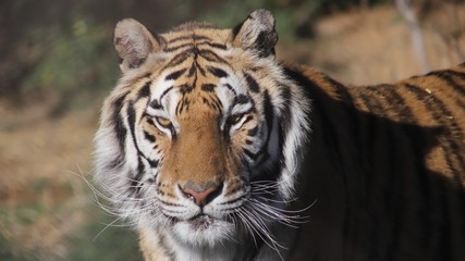 Bengal Tiger Close Up