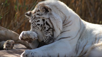 white tiger washing face
