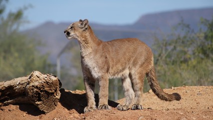Puma Looking On