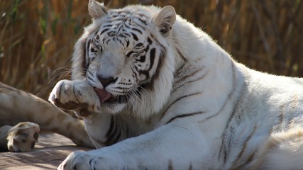 white tiger cleaning