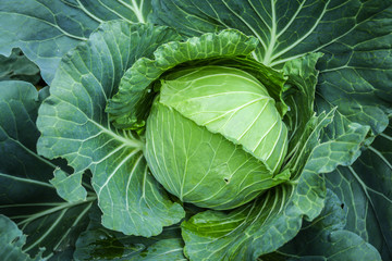 cabbage in the garden