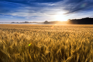 This field of wheat in central Kansas is nearly ready for harvest. An unusual misty morning added a...