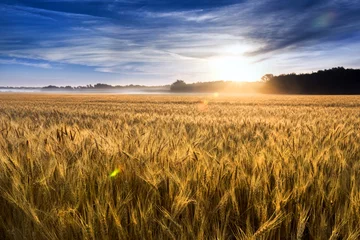Foto auf Acrylglas Dieses Weizenfeld in Zentral-Kansas steht kurz vor der Ernte. Ein ungewöhnlich nebliger Morgen fügte den Weizenstängeln einen niedrigen Nebel und neblige Tropfen hinzu. Der Fokus liegt auf dem Weizen am nächsten im Vordergrund. © ricardoreitmeyer