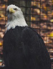 close up view of bald eagle looking proud and curious