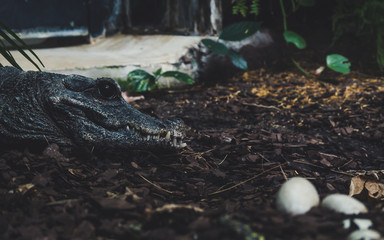 alligator watching over her eggs. side portrait view of crocodile with big black eye sharp thief