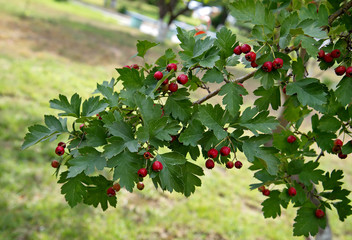 Ветка боярышника