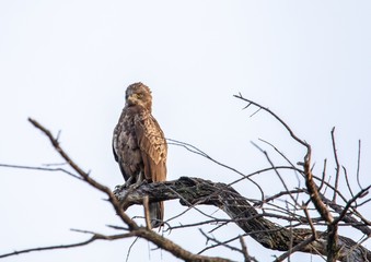 Brown snake eagle at the Nxai Pan Nationalpark in Botswana