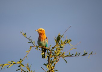 Lilac-breasted roller at the Nxai Pan Nationalpark in Botswana