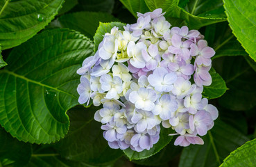 Beautiful Hydrangeas flowers