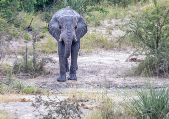 Fototapeta premium African Elephant drinking at a waterhole in the Nxai Pan National Park in Botswana during summer time