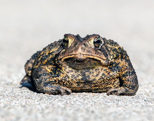 Wild American Toad, Bufo Americanus, close up, looking at the camera. Big, warty toad looks grumpy.
