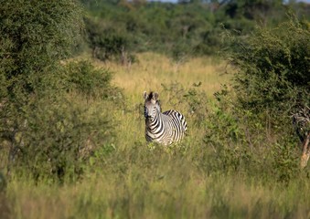 Fototapeta na wymiar Burchells zebra at the Nxai Pan Nationalpark in Botswana