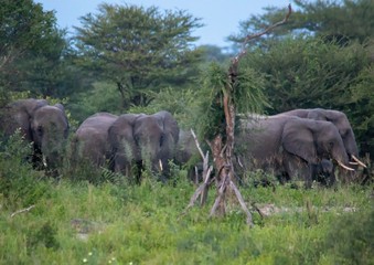 Fototapeta premium African Elephants at the Nxai Pan Nationalpark in Botswana