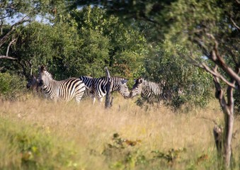 Fototapeta na wymiar Burchells zebra at the Nxai Pan Nationalpark in Botswana