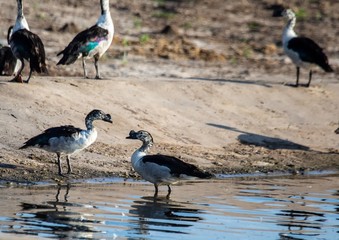 Knob-billed ducks at the Nxai Pan Nationalpark in Botswana