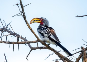 Southern yellow-billed hornbill at the Nxai Pan Nationalpark in Botswana © 5-Birds Photograpy