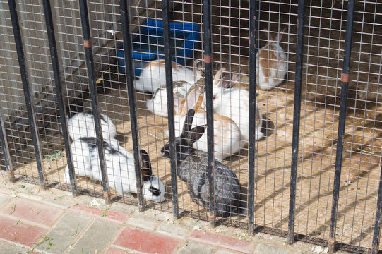 group of young rabbits in a farm behind the fence.rabbit in farm cage or hutch. Breeding rabbits concept