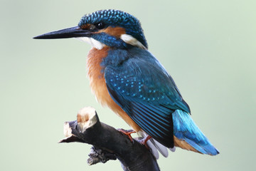 Kingfisher on the river